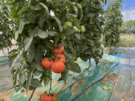 Thrips sur culture de tomates sous abri